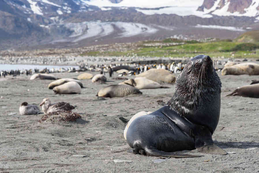 León Marino - islas Georgias del Sur 08.jpg